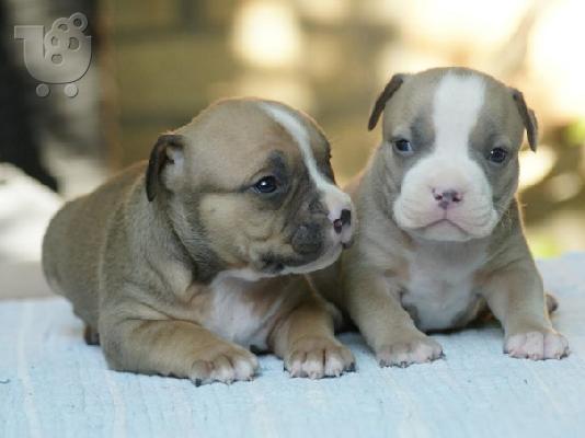 PoulaTo: American Bully